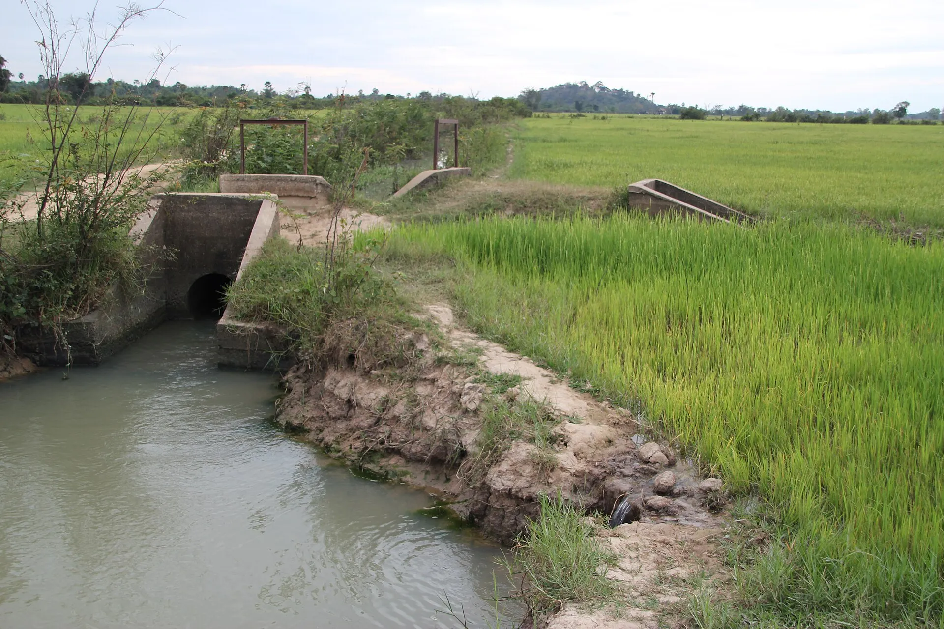 Dry season rice farming in Cambodia